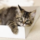 Futterumstellungspaket Katze (1 Paket)